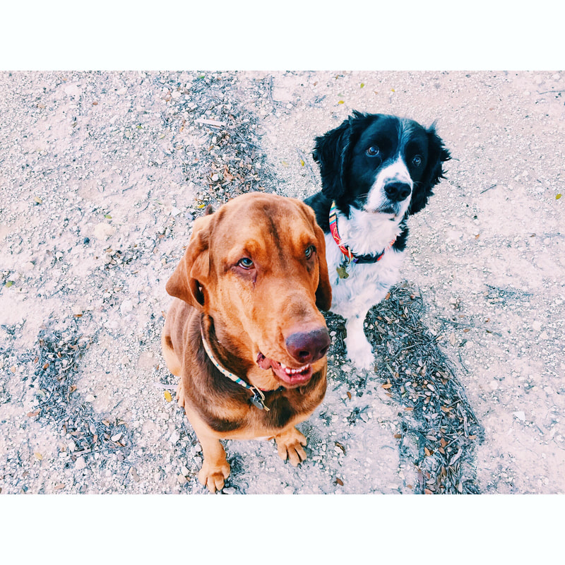 Stanley (bloodhound) & Rugby (spring spaniel)